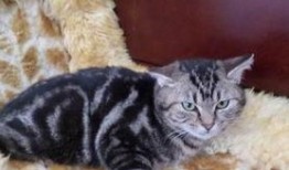 有网友爆料猫咪吗视频,网友直呼“治愈系”