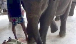 大象按摩视频在线观看,在线观看温馨互动瞬间