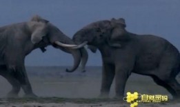 大象按摩视频在线观看,在线观看温馨互动瞬间