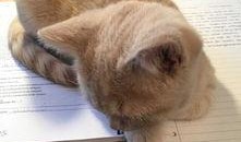 有网友爆料猫咪吗视频,网友直呼“治愈系”