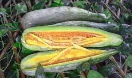 吃网红瓜是什么意思,网络时代下的娱乐风向标