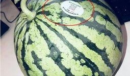 吃网红瓜是什么意思,网络时代下的娱乐风向标