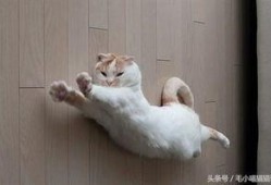 有网友爆料猫咪吗视频,网友直呼“治愈系”